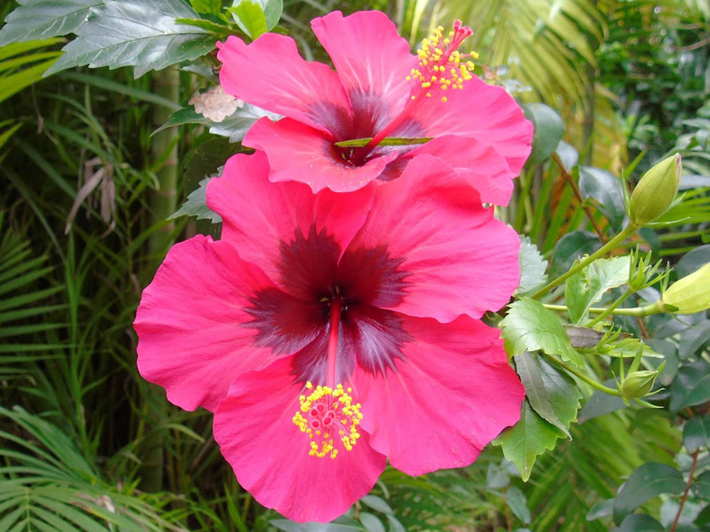 Plantas tóxicas para cães: Hibisco