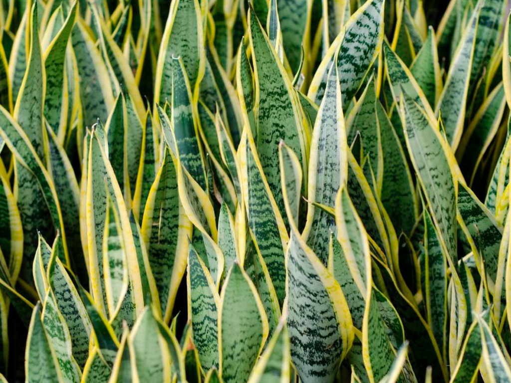 Plantas tóxicas para cães: Espada de São Jorge