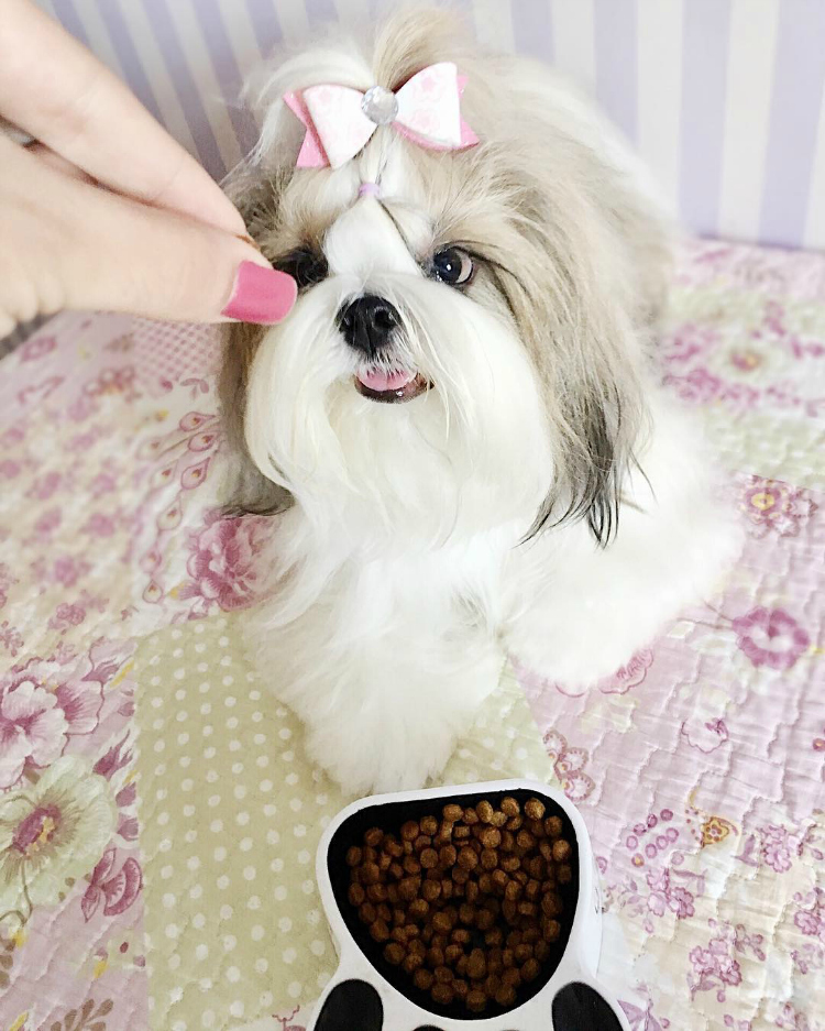 juliebabyshihtzu-doghero