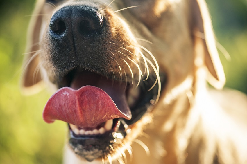 Vacina de cachorro: quais devo aplicar todo ano? Veja o calendário