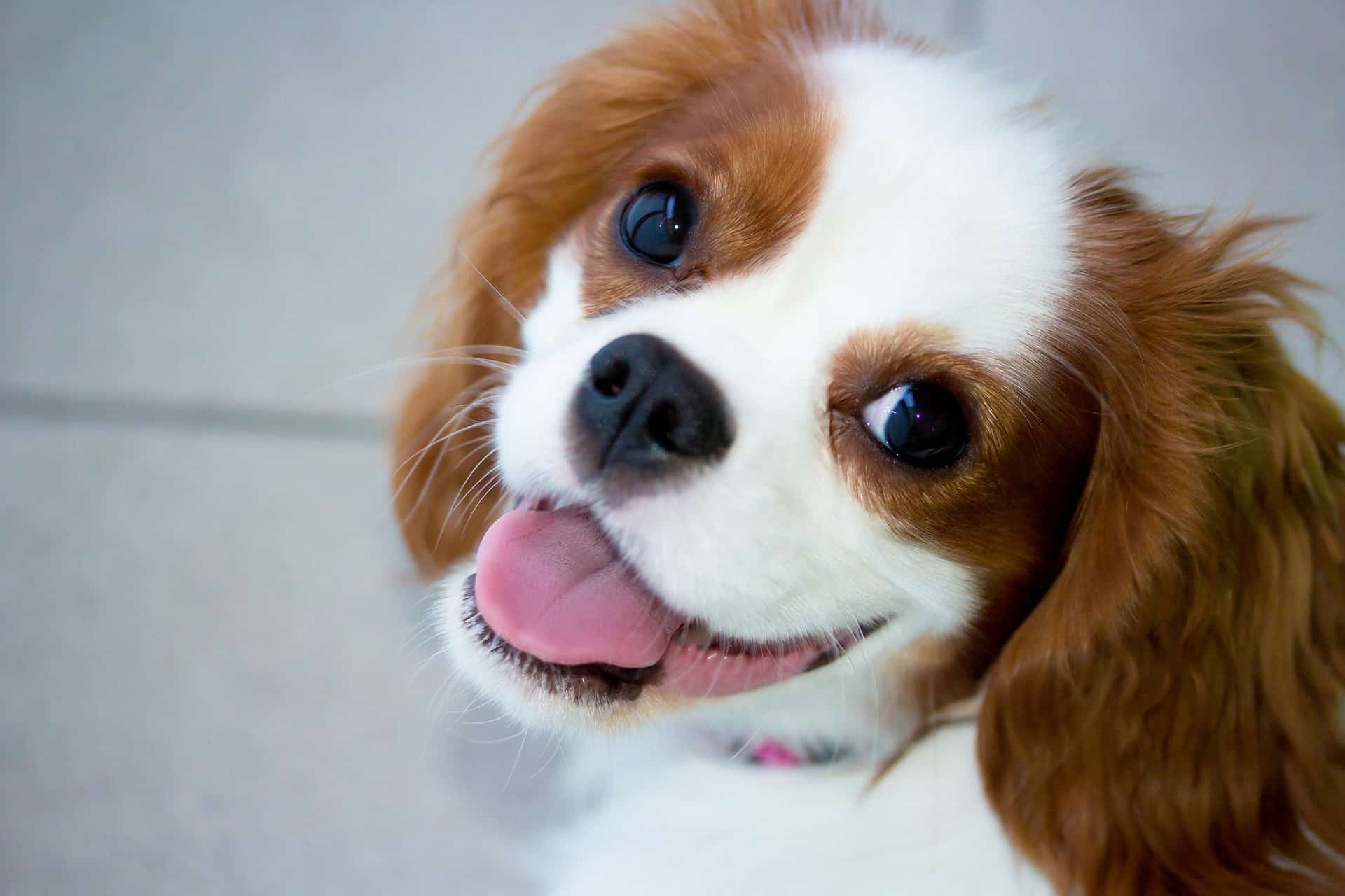 cachorro-cavalier-king-charles-spaniel-6