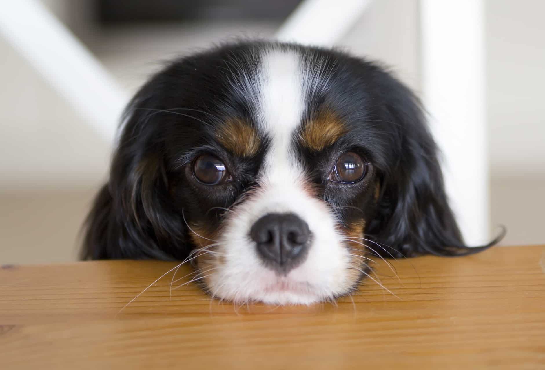 cachorro-cavalier-king-charles-spaniel-5