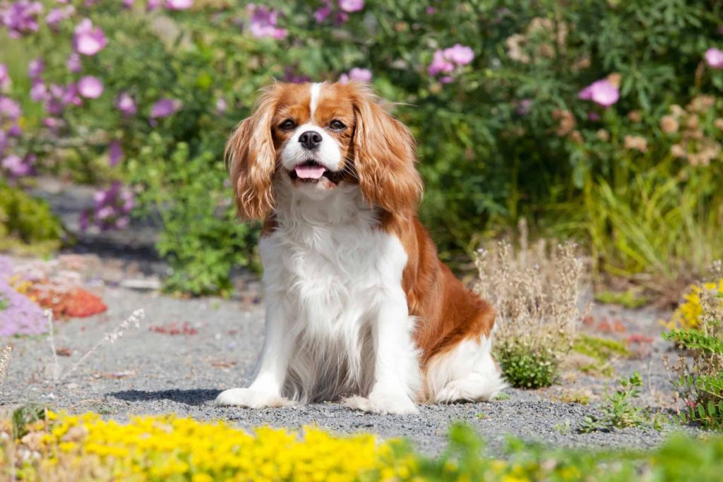 cavalier king charles spaniel