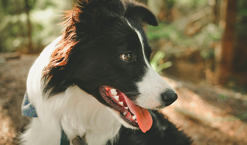 cachorro-border-collie-4