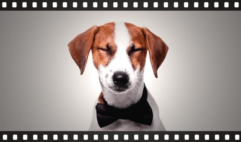 filmes-de-cachorro