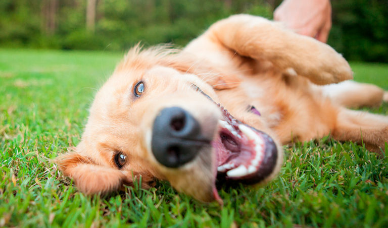 Por que meu cachorro come grama? Tem problema?