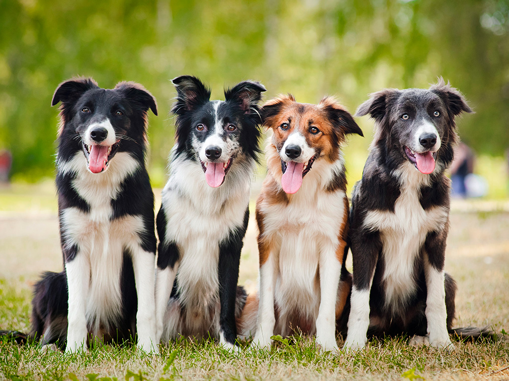 cachorro-border-collie-2