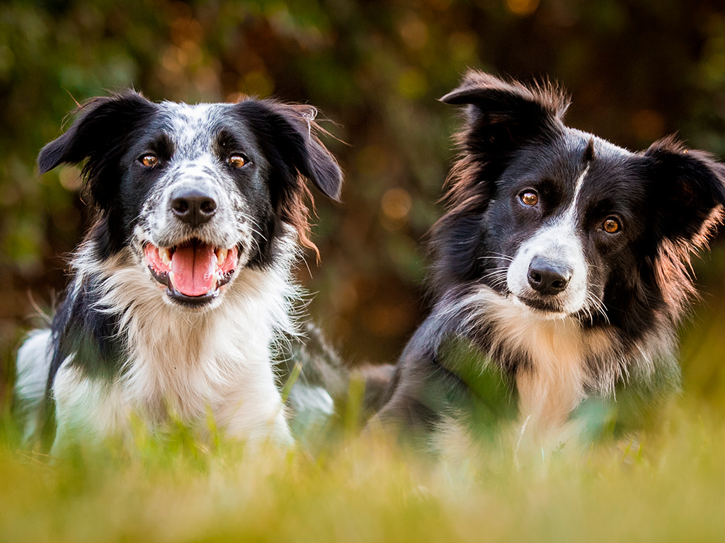 cachorro-border-collie-1