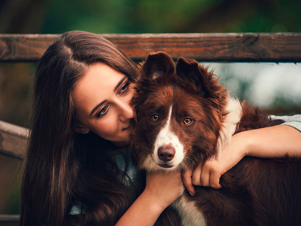 cores-border-collie-2