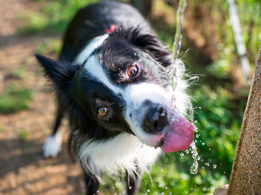 raças de cachorro grande border collie