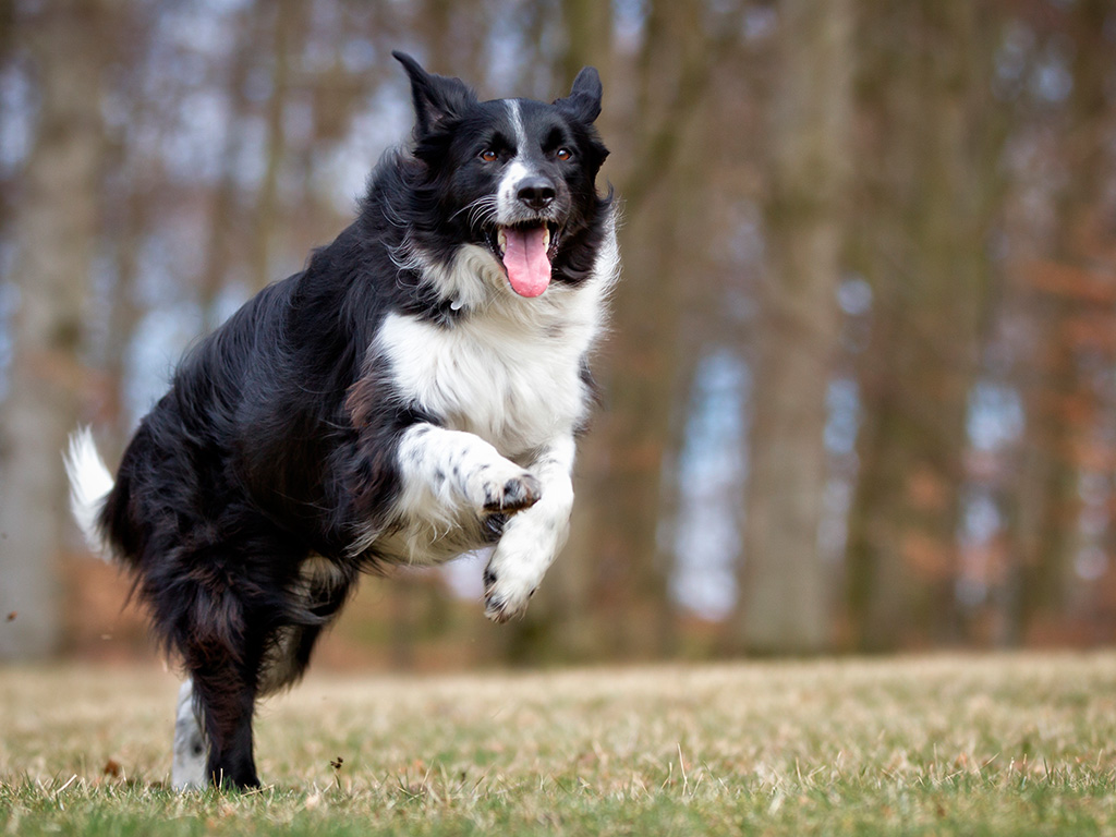 cachorro-border-collie-3