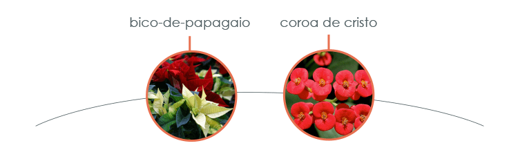 Bico-de-papagaio e coroa de cristo são venenosas para cachorro