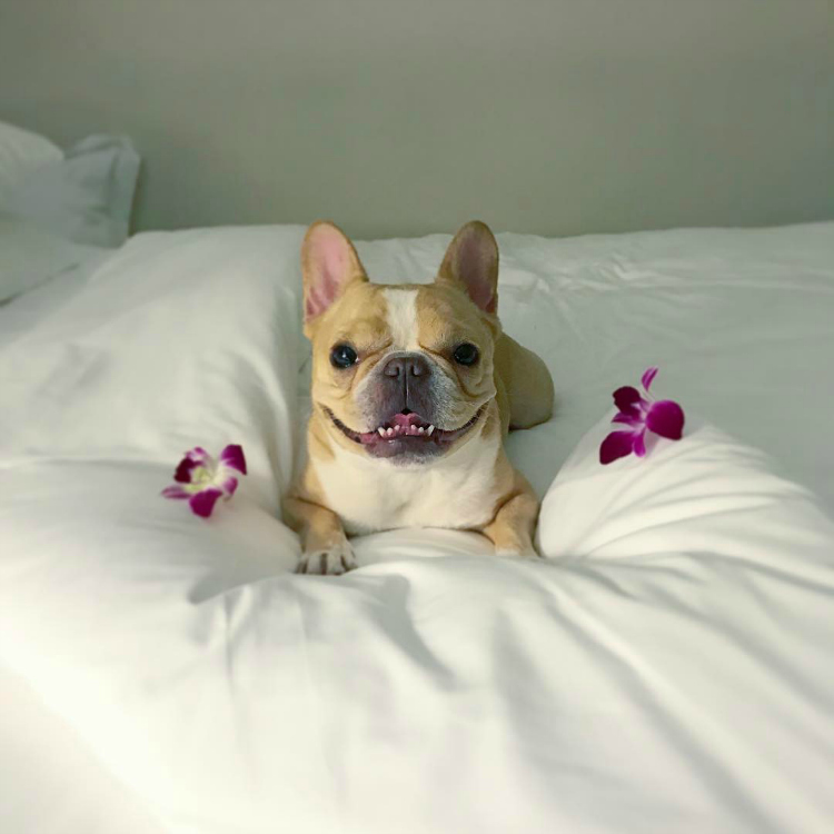 Frenchie Chloe