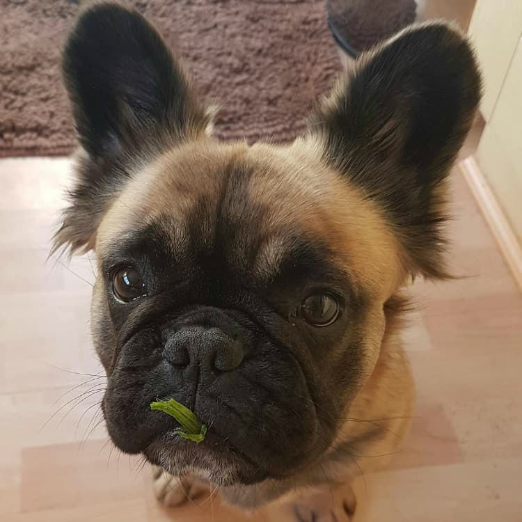 Frenchie Matilda