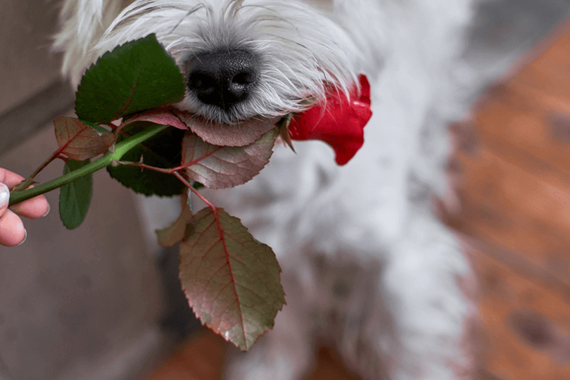 plantas tóxicas para cachorro