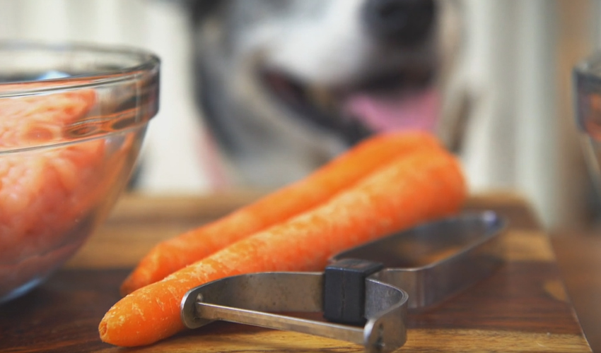 Receitas para cachorro com cenoura