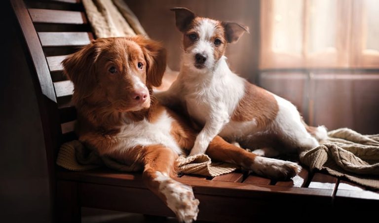 Briga entre cães: 7 dicas para reconciliar os peludos - Blog DogHero