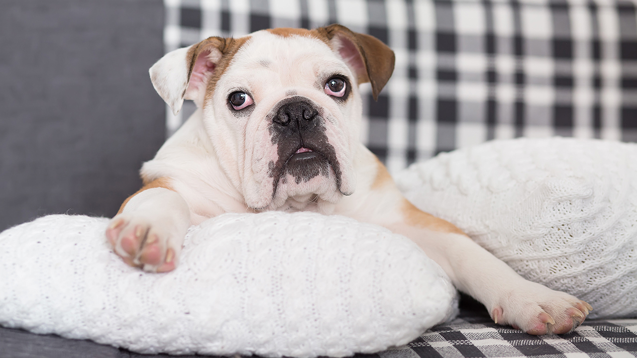 buldogue inglês