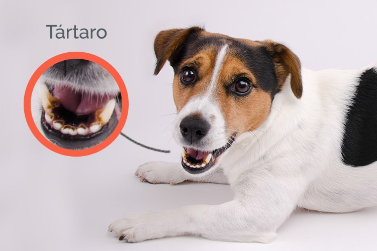 Mau hálito: o que faço para diminuir o bafo do cachorro? - Tártaro - DogHero