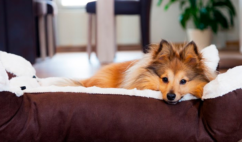 Cachorro a caminho: o que comprar para o peludo que vai chegar - DogHero for dog lovers