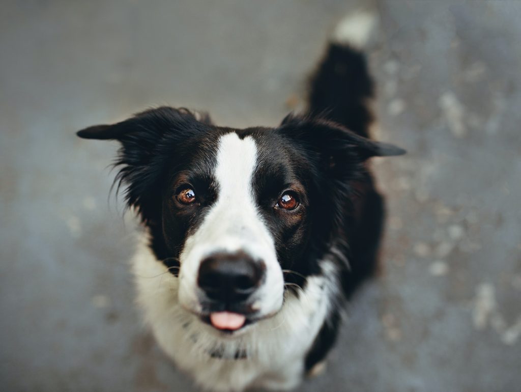 Cachorro olhando para a câmera