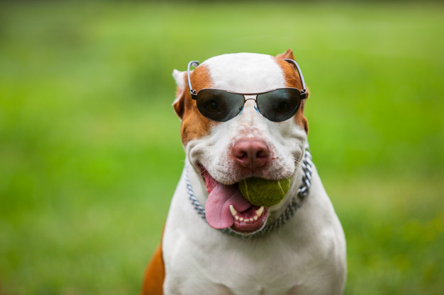 pitbull com bola na boca e óculos de sol