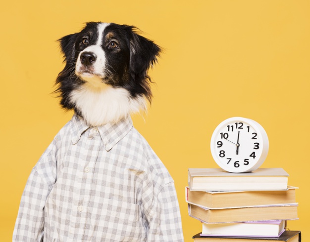 Cachorro vestindo camisete ao lado de livros