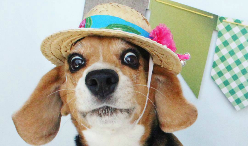 Arraiá Canino: 14 fotos de cães prontos pras festas juninas - DogHero for dog lovers