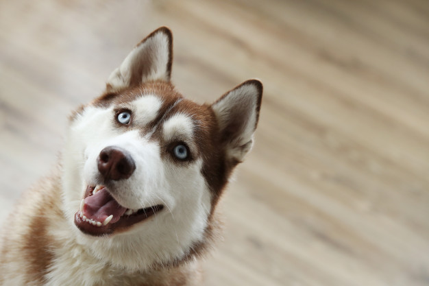 Husky olhando para a câmera