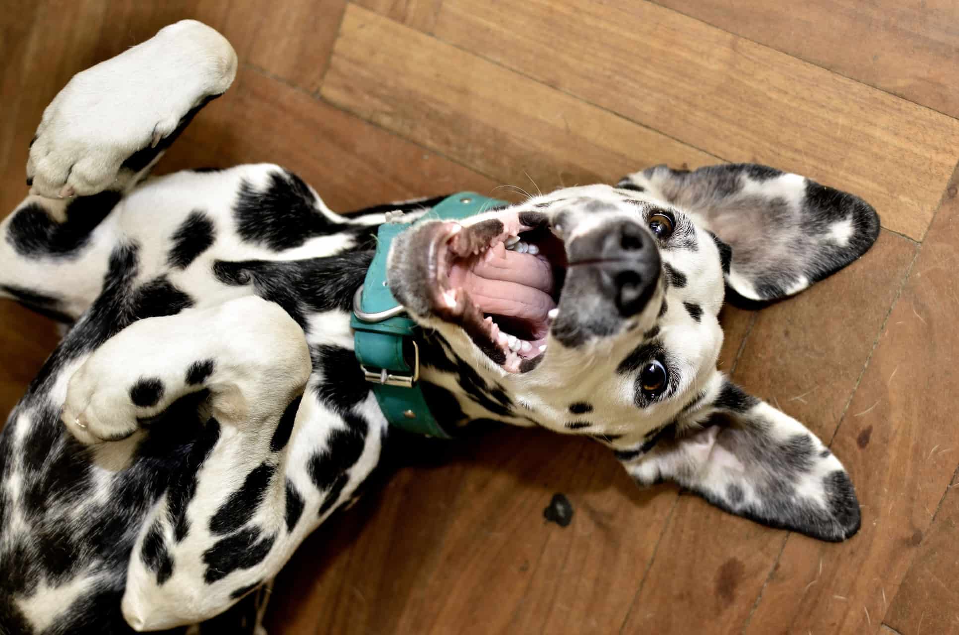 cachorro-dalmata-3