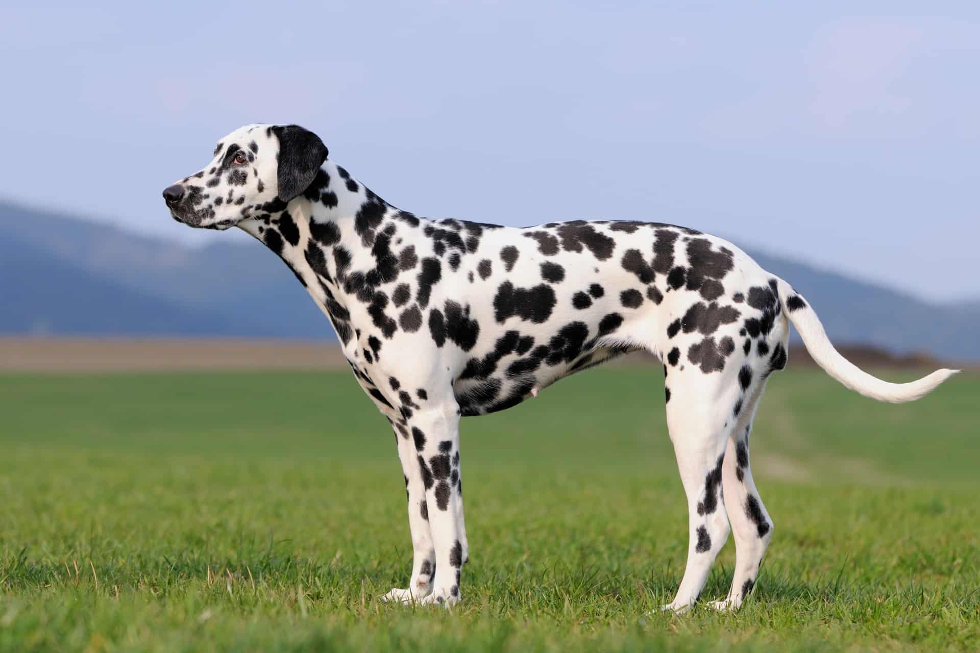 cachorro-dalmata