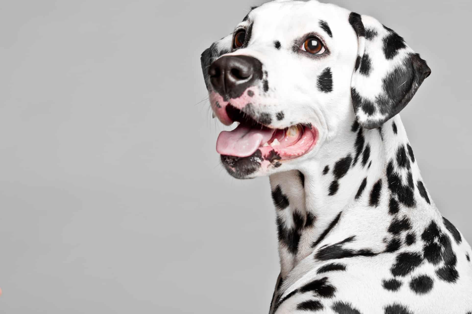 cachorro-dalmata-2