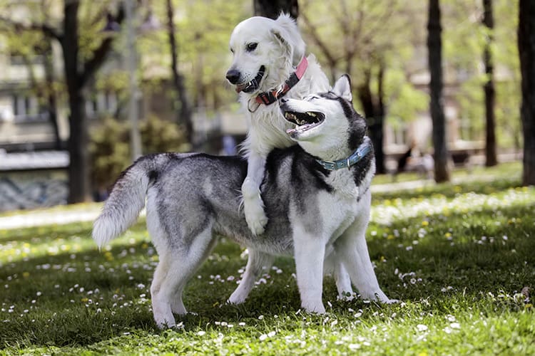 cruzamento-de-cachorro-1