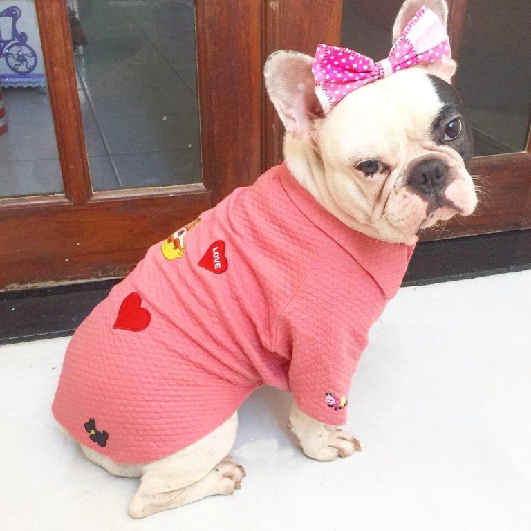 roupa de cachorro para inverno