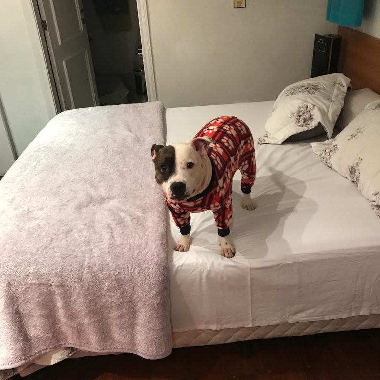 pijama de cachorro