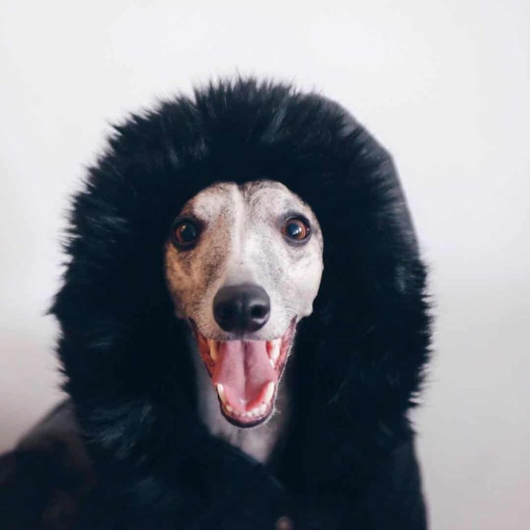 roupa de cachorro de inverno