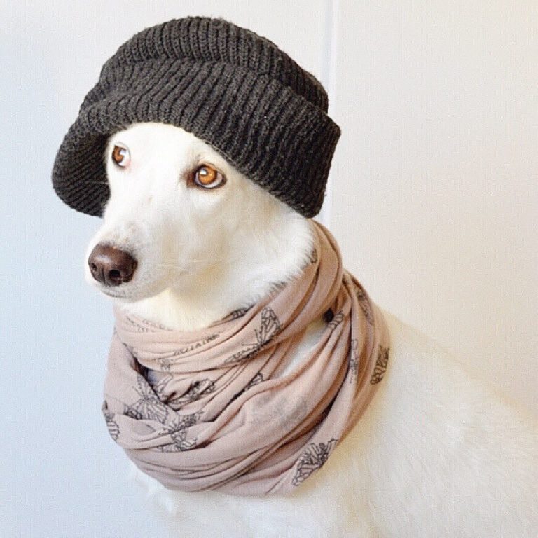 cachorro com roupa de inverno