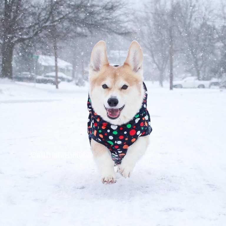 roupa de inverno para cachorro na neve