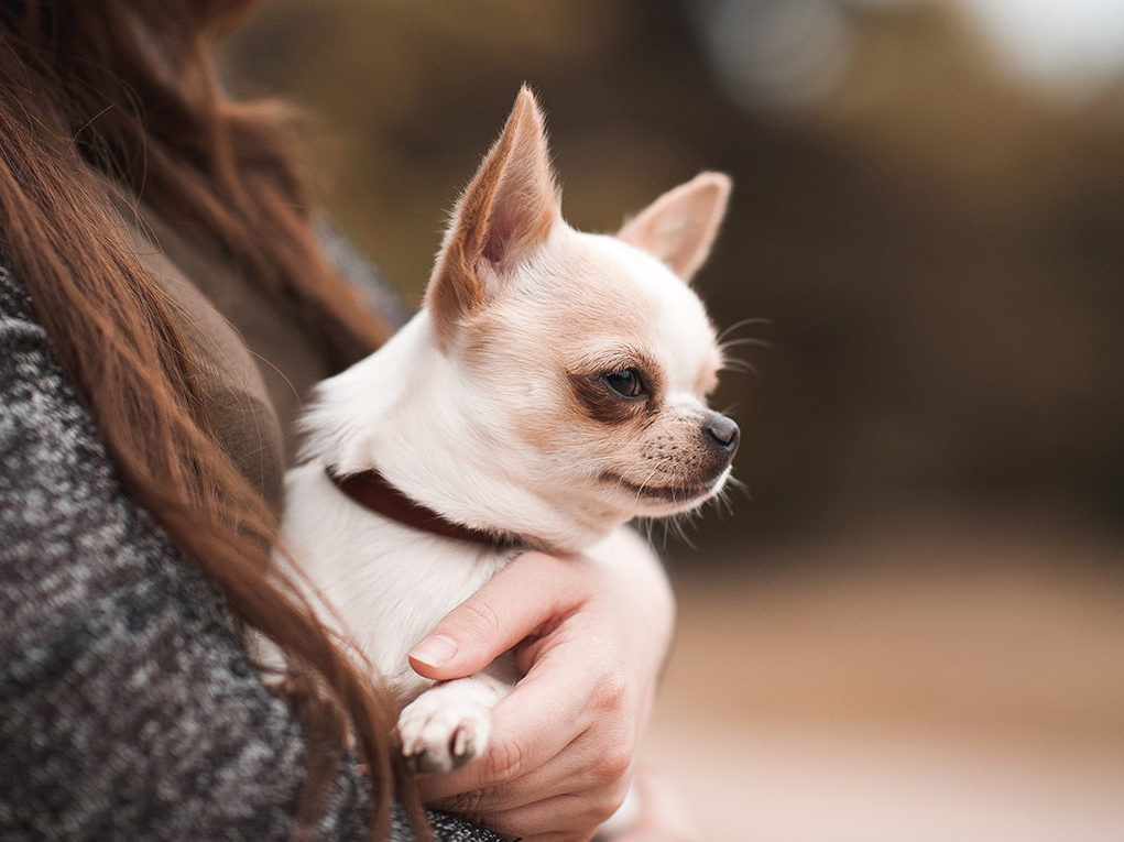 menor raça de cachorro chihuahua