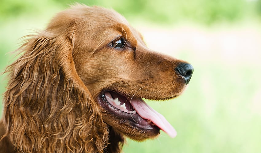 Cocker spaniel americano: amável, gentil e ativo