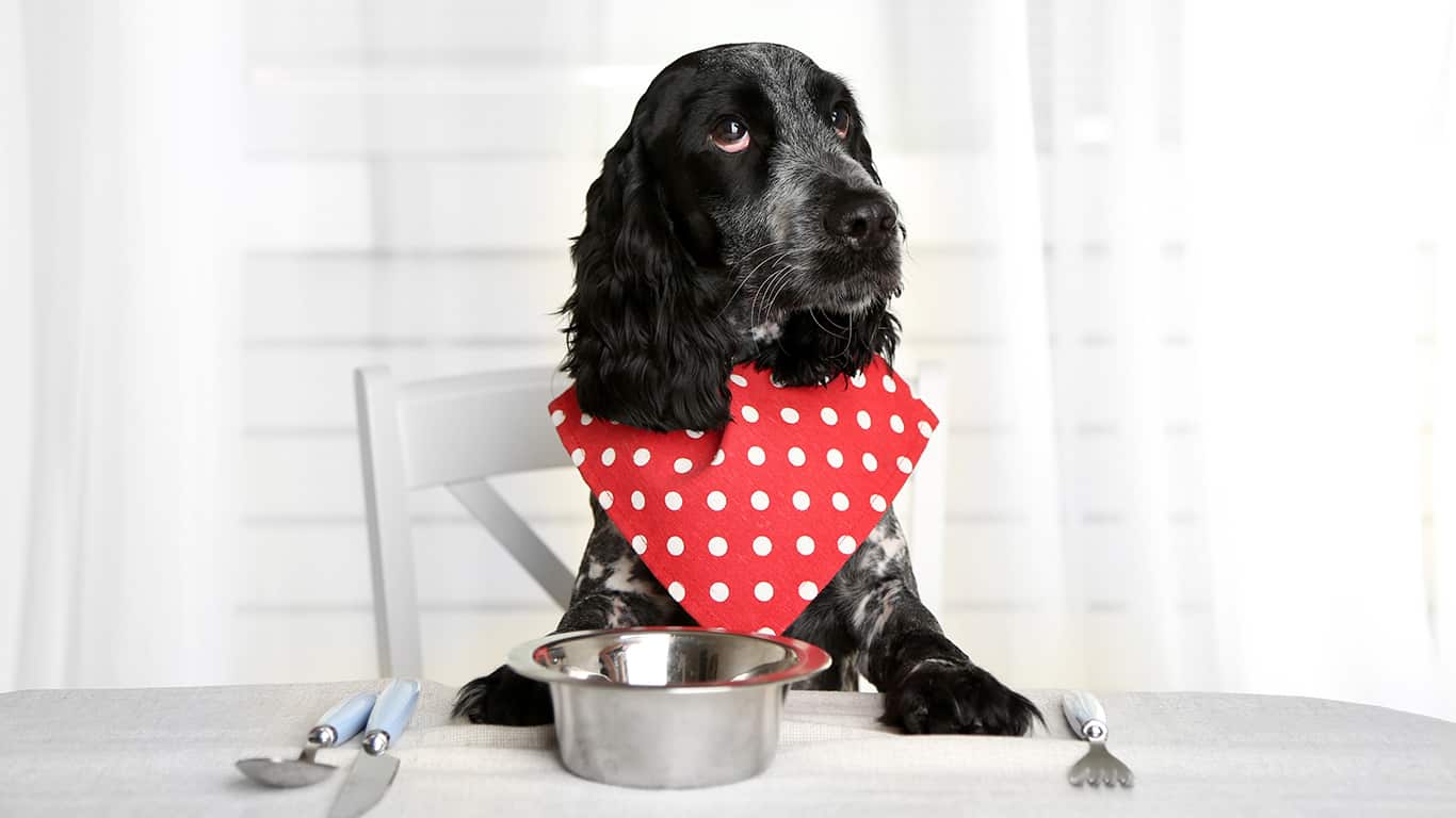 Cocker spaniel americano: amável, gentil e ativo