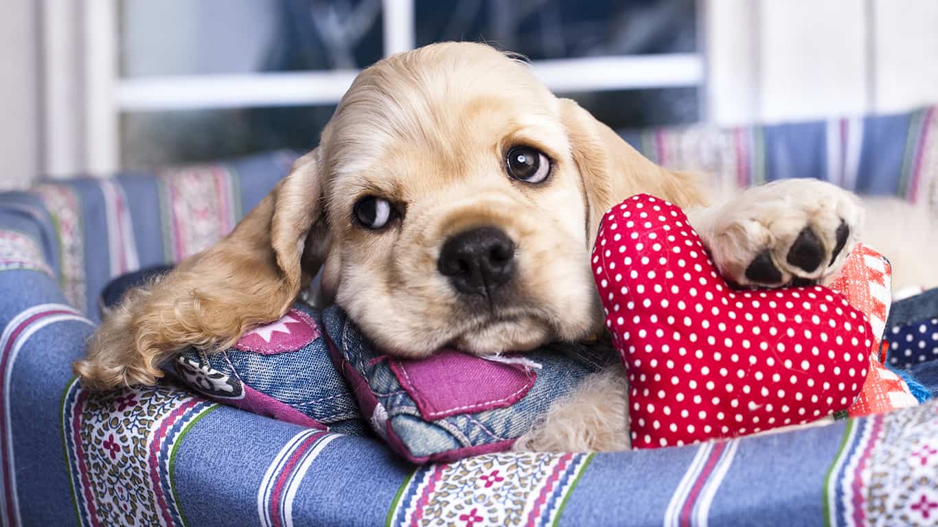 Cocker spaniel americano: amável, gentil e ativo