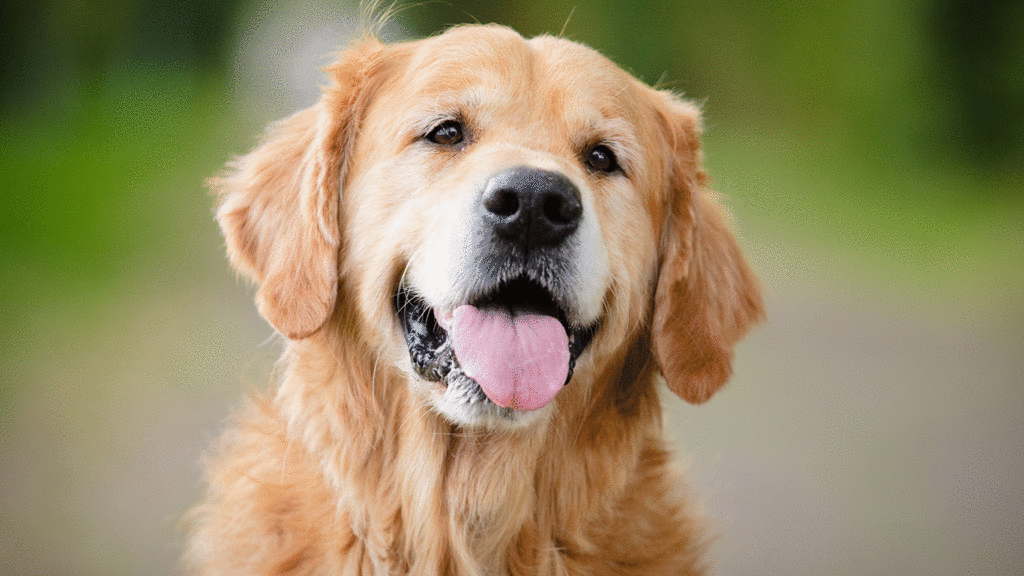 raças de cachorro grande golden retriever