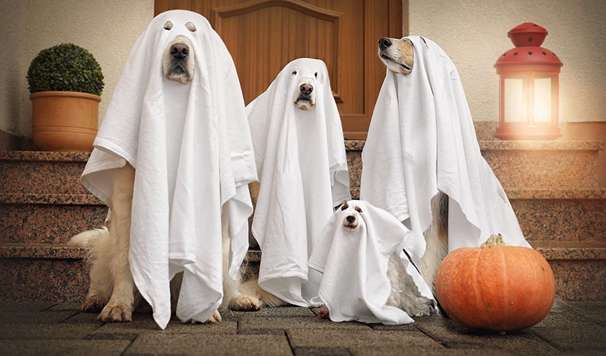 Halloween animal: 10 fotos de cachorros que já entraram no clima!