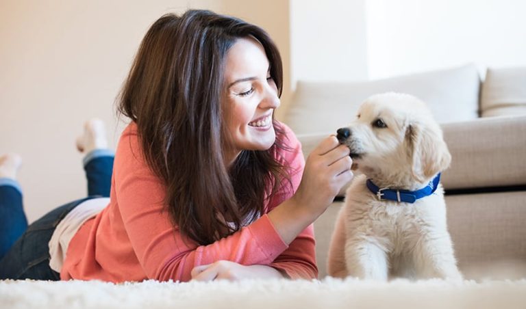 Como dar remédio para o cachorro