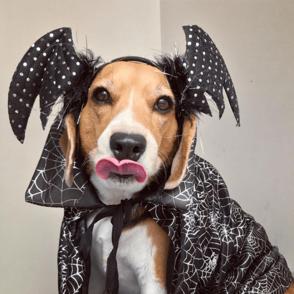 Halloween animal: 10 fotos de cachorros que já entraram no clima!