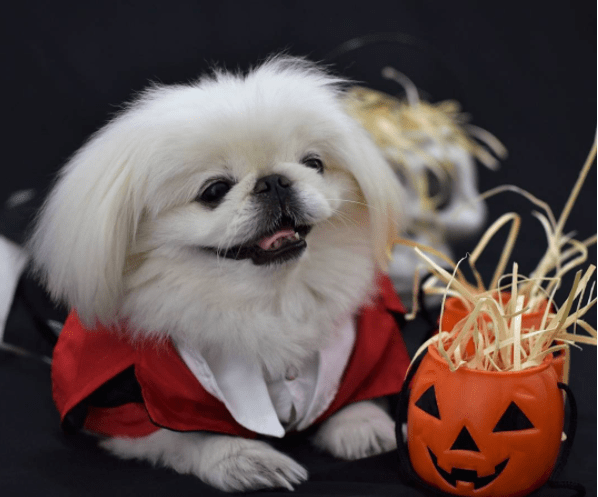 Halloween animal: 10 fotos de cachorros que já entraram no clima!