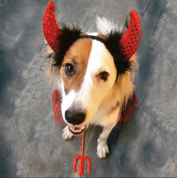 Halloween animal: 10 fotos de cachorros que já entraram no clima!