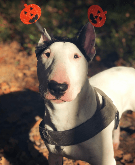 Halloween animal: 10 fotos de cachorros que já entraram no clima!