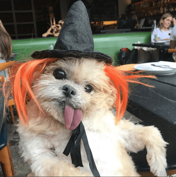 Halloween animal: 10 fotos de cachorros que já entraram no clima!